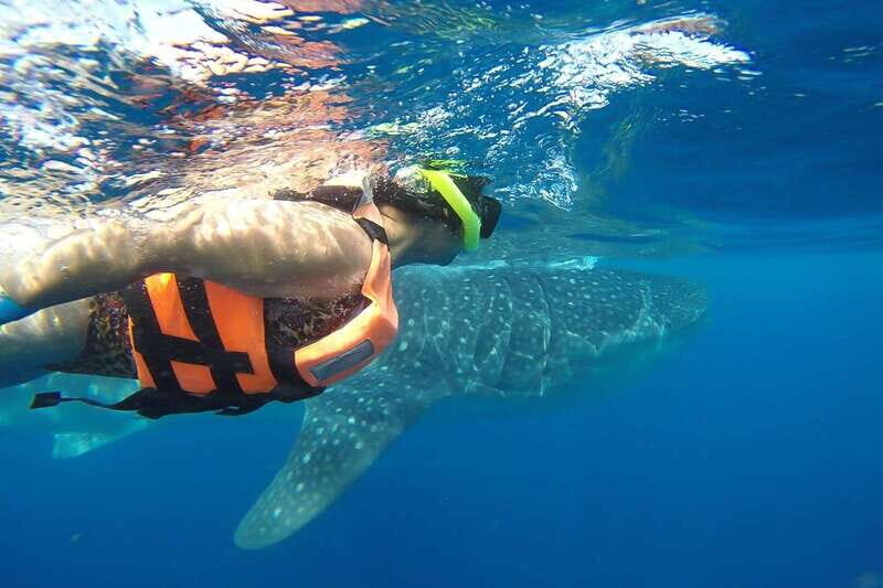 From Cancún: Half-Day Snorkeling with Whale Sharks - From Hotel to Punta Sam: The 8-Hour Logistics That Actually Matter