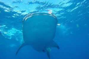 From Cancún: Half-Day Snorkeling with Whale Sharks - The Speedboat Ride: Snacks, Sea Air, and Motion You Should Plan For