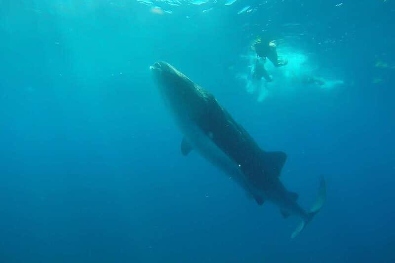 From Cancún: Half-Day Snorkeling with Whale Sharks - The Whale Shark Encounter: Gear, Safety Briefing, and Real Time in the Water