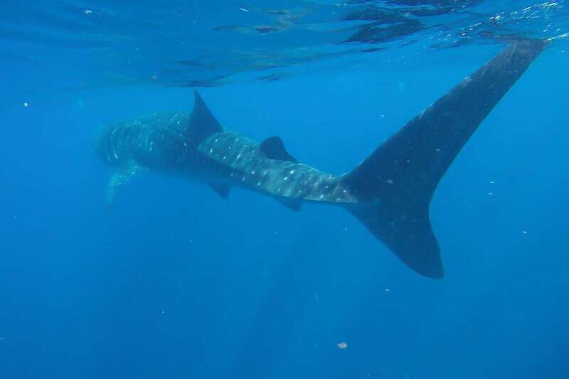From Cancún: Half-Day Snorkeling with Whale Sharks - Playa Norte on Isla Mujeres: Lunch, Shade, and a Quick Beach Reset