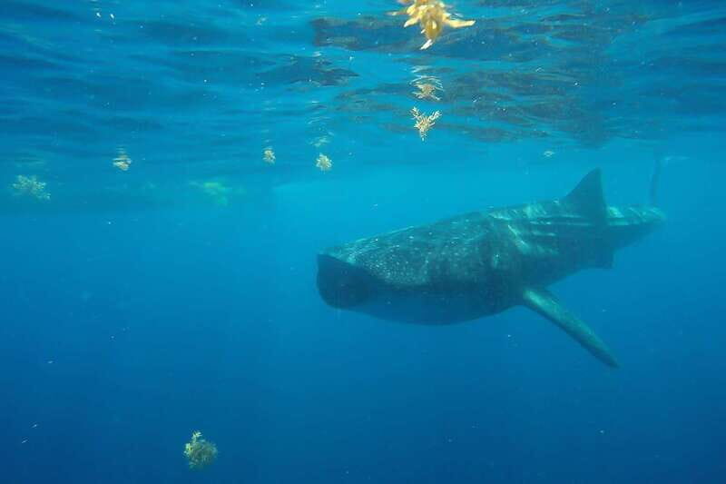 From Cancún: Half-Day Snorkeling with Whale Sharks - Seasonality: When Whale Sharks Are Typically Available