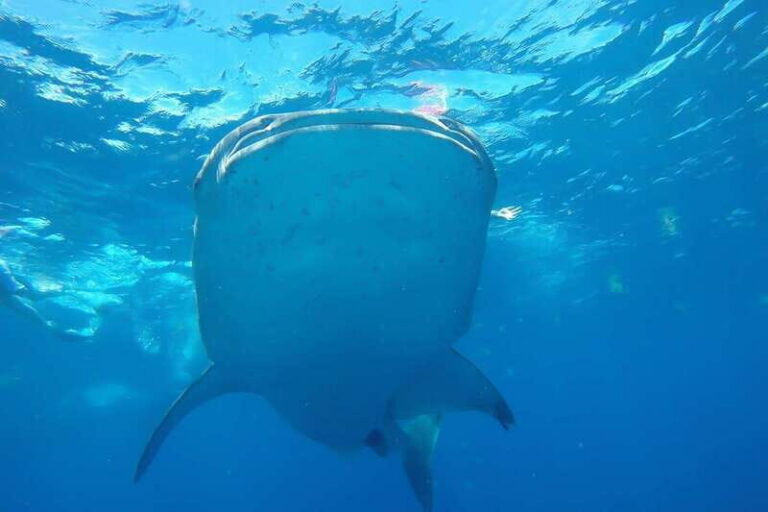 From Cancún: Half-Day Snorkeling with Whale Sharks - The Speedboat Ride: Snacks, Sea Air, and Motion You Should Plan For