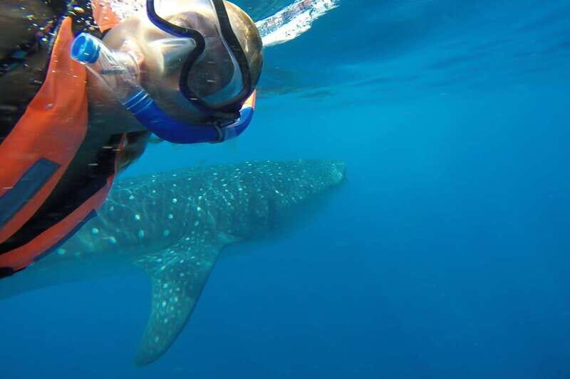 From Cancún: Half-Day Snorkeling with Whale Sharks - Should You Book This Whale Shark Snorkeling From Cancun?