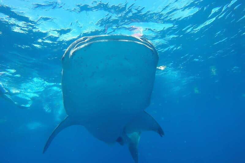 From Cancún: Half-Day Snorkeling with Whale Sharks - The Speedboat Ride: Snacks, Sea Air, and Motion You Should Plan For