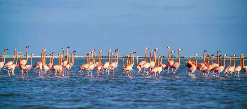 From Cancún: Rio Lagartos & Las Coloradas Day Trip & Lunch - Price, extra fees, and value for money