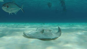 From Cozumel: 3 Reefs Boat Tour with Drinks and Snorkeling - The three-reef route: Palancar, Columbia, and Playa el Cielo