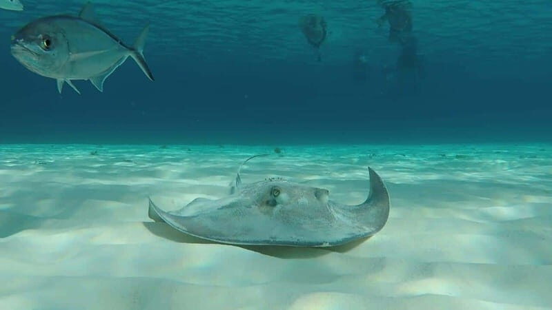 From Cozumel: 3 Reefs Boat Tour with Drinks and Snorkeling - The three-reef route: Palancar, Columbia, and Playa el Cielo