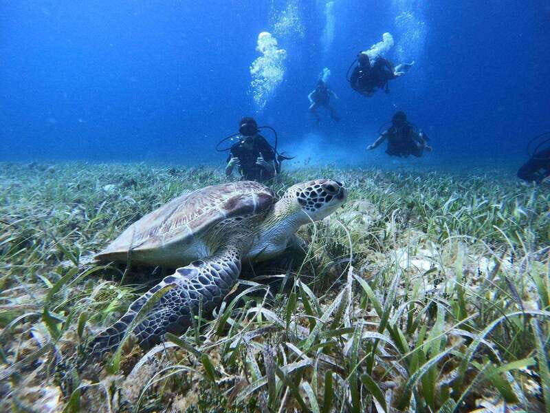 From Cozumel: Chankanaab Cozumel Scuba Diving - Easy Gear, Real Guidance, and a Note on Photos