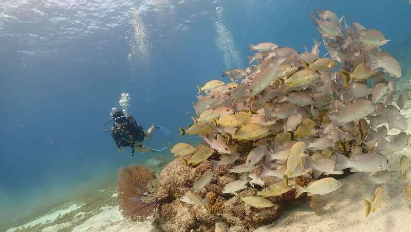 From Cozumel: Chankanaab Cozumel Scuba Diving - Price and Value: What the $60 Covers (and What Costs Extra)