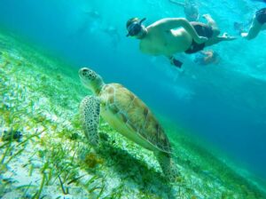 From Cozumel: Starfish, Stingrays and the Turtle Sanctuary - Marina Asipona and the easy cruise-port connection