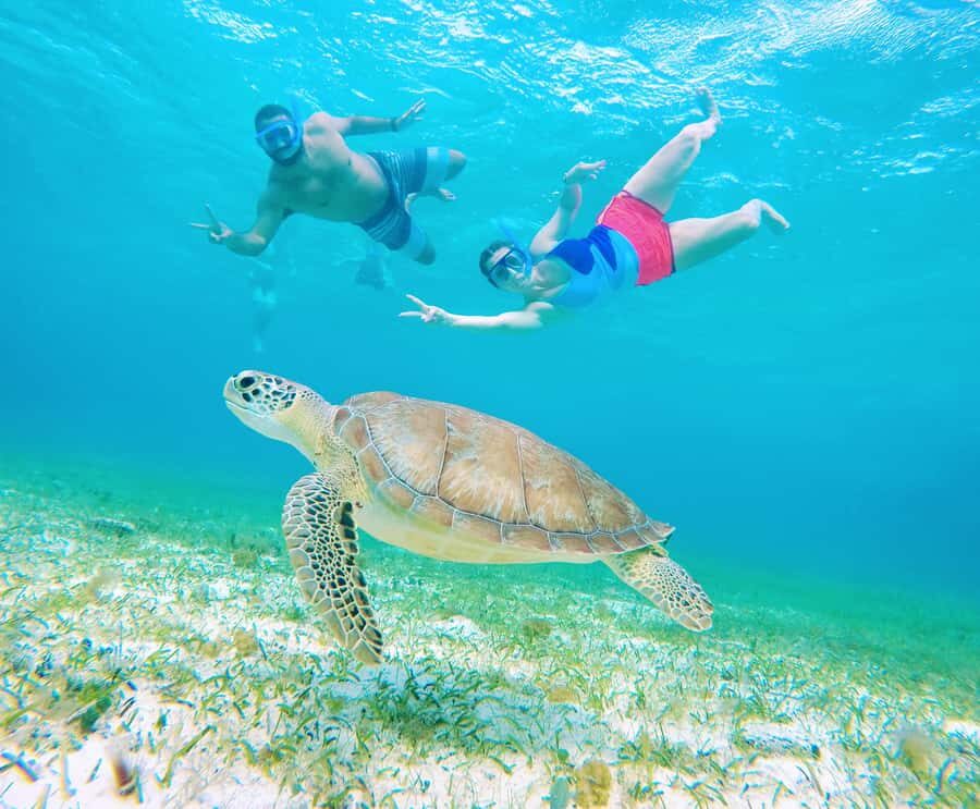 From Cozumel: Starfish, Stingrays and the Turtle Sanctuary - Cozumel Turtle Bay sanctuary: sea turtles up close