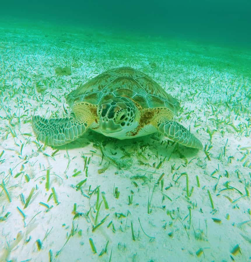 From Cozumel: Starfish, Stingrays & El Cielo Beach Snorkel - The Boat, the Pace, and Why Timing Can Feel Tricky