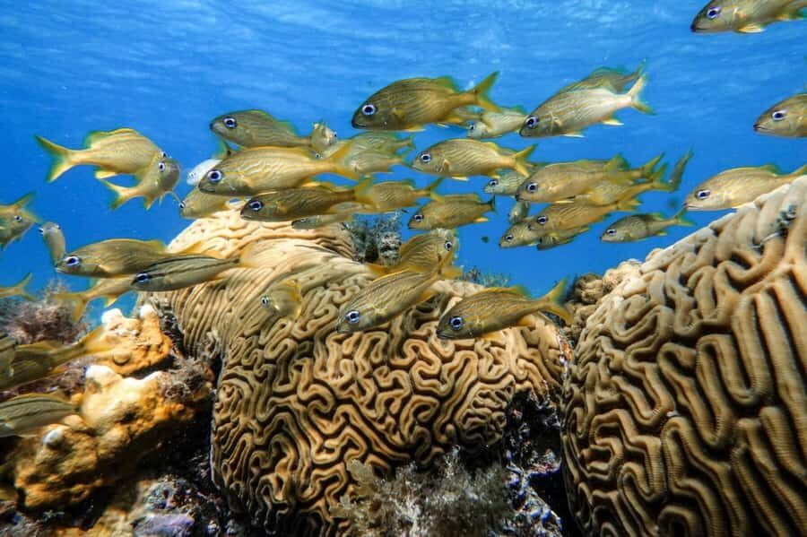 From Cozumel: Starfish, Stingrays & El Cielo Beach Snorkel - Guide Energy: Names You’ll Hear and What They Do