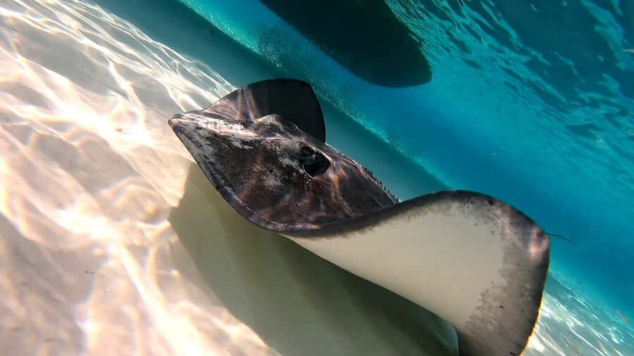 From Cozumel: Starfish, Stingrays & El Cielo Beach Snorkel - Price and Value: Is $57 a Good Deal for This Cozumel Day?