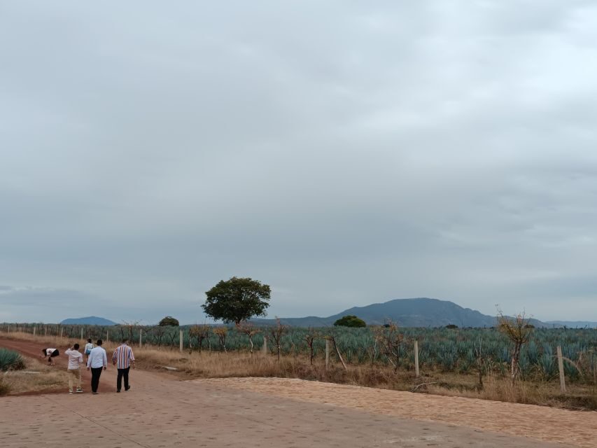 From Guadalajara: Tequila Town and Cantaritos El Guero - Tequila Town Walks: The Pueblo Mágico Break That Matters