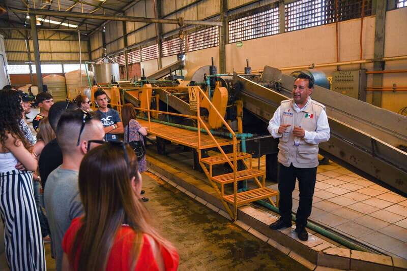 From Guadalajara: Tequila Trail Tour with Tasting - First stop: blue agave fields with photos and a real walking moment