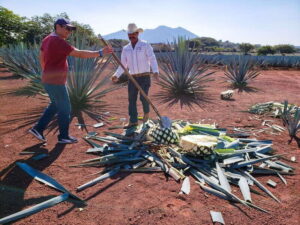 From Guadalajara: Town of Tequila & Jose Cuervo Factory Tour - The agave fields stop: where the tour starts making sense