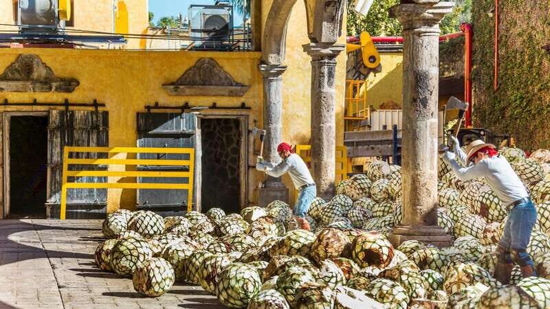 From Guadalajara: Town of Tequila & Jose Cuervo Factory Tour - Price and value: is $145 fair for this kind of day?