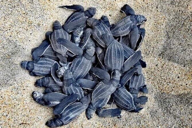 From Huatulco: Turtle Release & Bioluminescence - Key things that make this tour worth your time