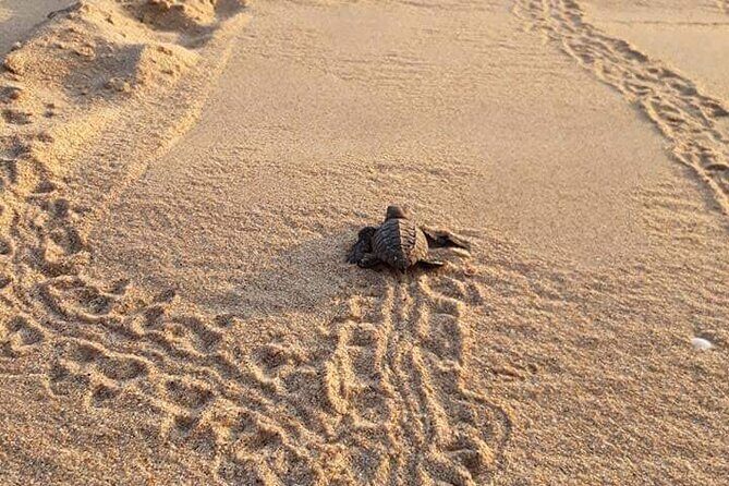 From Huatulco: Turtle Release & Bioluminescence - Turtle release and bioluminescence: the idea behind the day