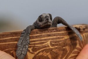 From Huatulco: Turtle Release & Bioluminescence - The long ride out of Huatulco (and why it’s still logical)