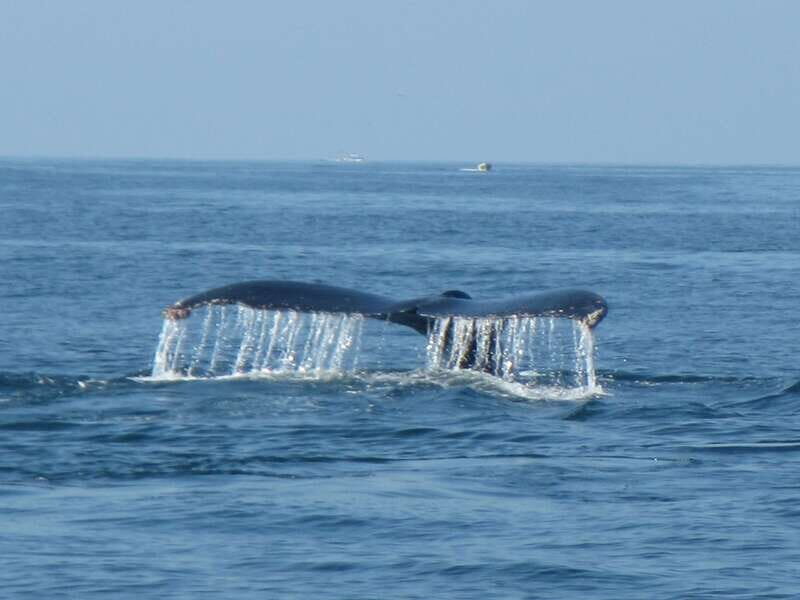 From La Crucecita: Private Huatulco 7 or 5 Bays Boat Trip - The Swim and Snorkel Stops: You Control the Time