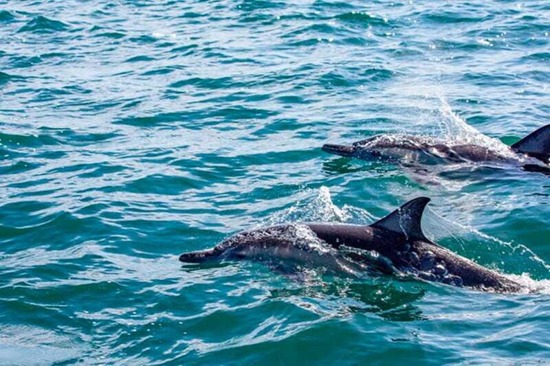From Loreto: Coronado Island Snorkel - Guides, Dolphins, Sea Lions, and the Small Details That Matter