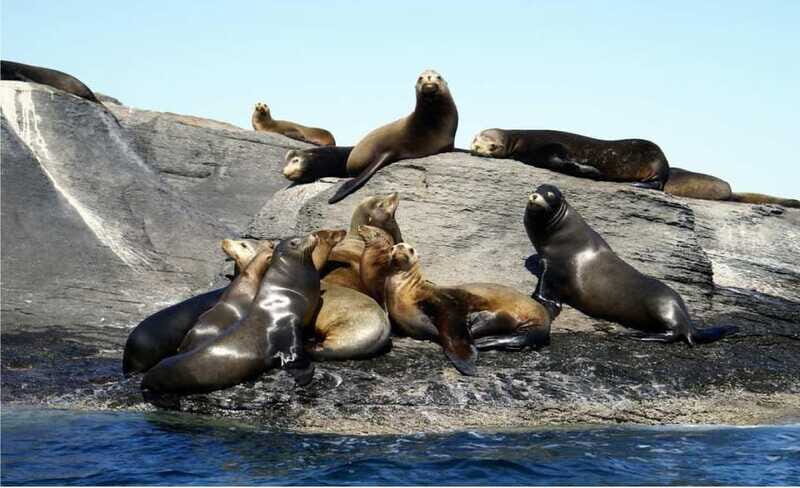 From Loreto: Coronado Island Snorkel - FAQ