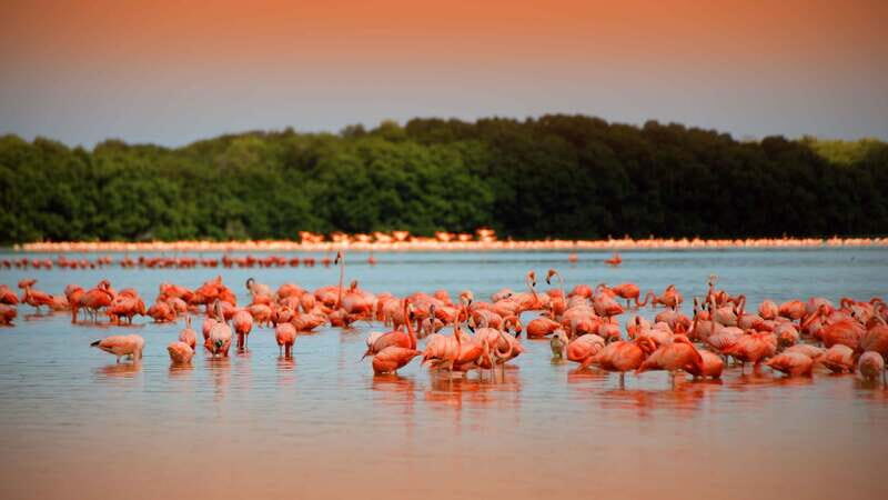 From Mérida: Ria Celestun Biosphere Reserve Tour - Ría Celestún from Mérida: why this reserve is worth your day