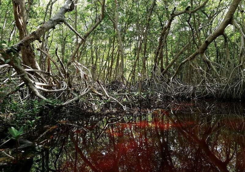 From Mérida: Ria Celestun Biosphere Reserve Tour - The 1h15 mangrove boat cruise and flamingo feeding area