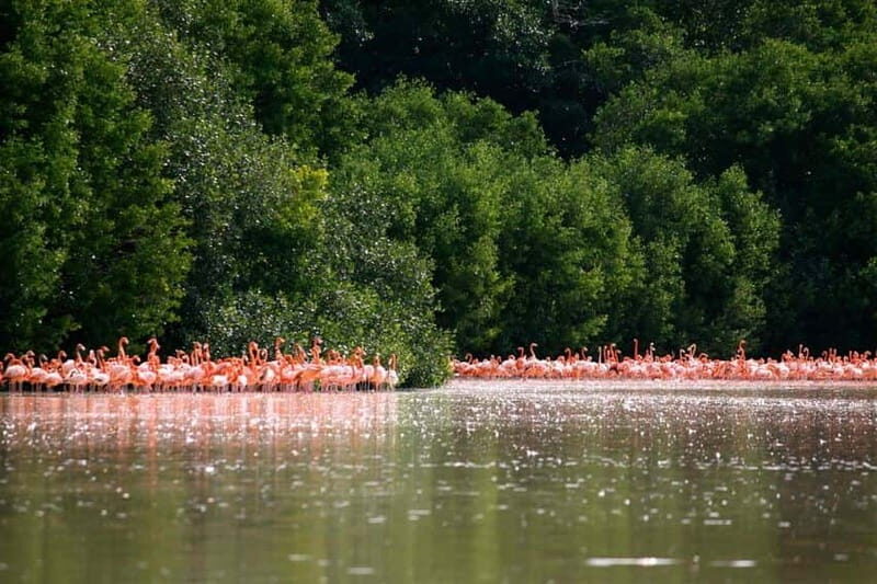 From Mérida: Ria Celestun Biosphere Reserve Tour - Mangrove trails, boardwalks, and wildlife spotting on land