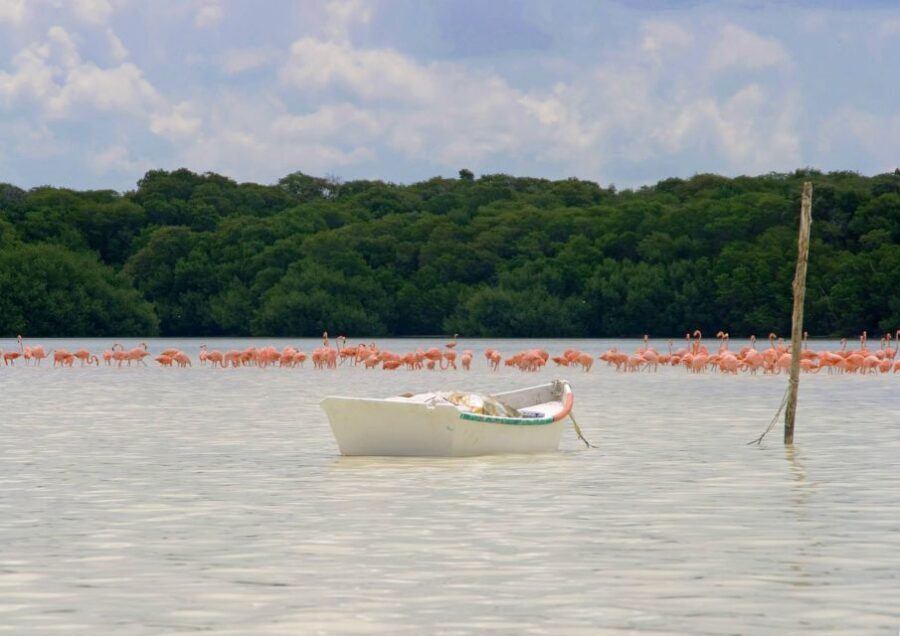 From Mérida: Ria Celestun Biosphere Reserve Tour - Celestún Beach and swimming: freshwater springs plus Gulf time