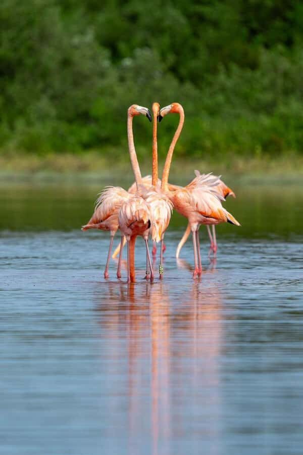 From Merida to Celestún: Biosphere, Flamingos & Beach Escape - Key Highlights You’ll Actually Feel