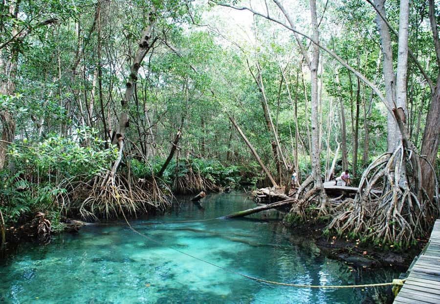 From Merida to Celestún: Biosphere, Flamingos & Beach Escape - Who Should Book This Tour (and Who Should Pass)