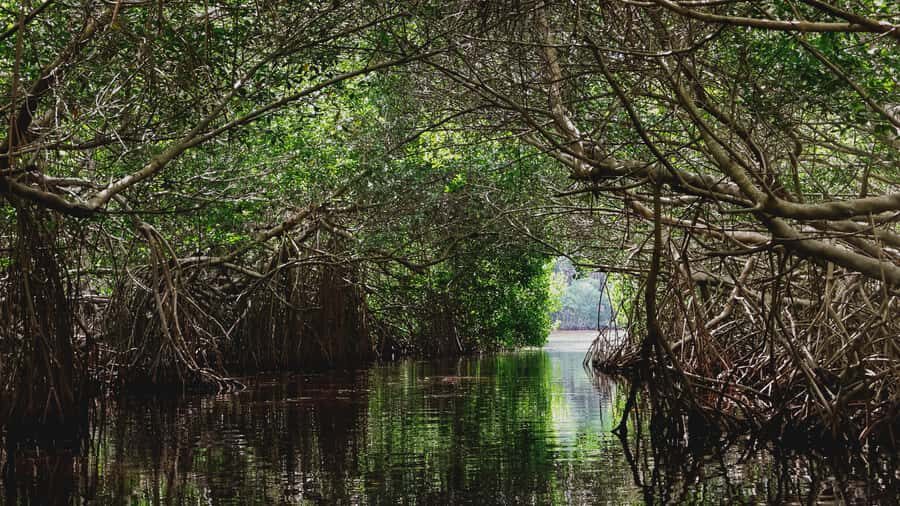 From Merida to Celestún: Biosphere, Flamingos & Beach Escape - Mangrove Boat Cruise: How to Read the Coast Like a Naturalist
