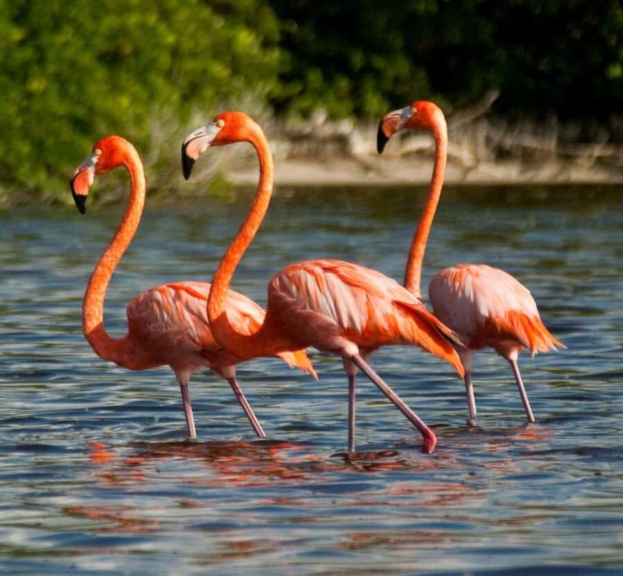 From Merida to Celestún: Biosphere, Flamingos & Beach Escape - Freshwater Spring Swim (Ojo de Agua): The Best Reset on a Hot Day
