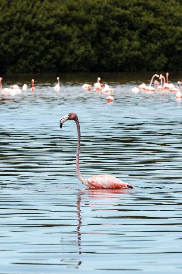 From Merida to Celestún: Biosphere, Flamingos & Beach Escape - Celestún Lunch and Beach Time: Fishing Town Flavor and Gulf Breathing Room