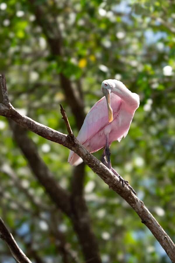 From Merida to Celestún: Biosphere, Flamingos & Beach Escape - Price and Value: Is $70 Plus Fees Still a Good Deal?