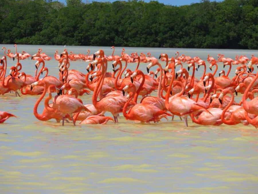 From Merida to Celestún: Biosphere, Flamingos & Beach Escape - Van Ride from Mérida to Celestún: Useful, Not Just Transit