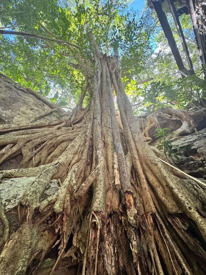 From Mérida:Explore 4 Rural Cenotes with a Traditional lunch - Price and Value at $87: Why This Packages It Better