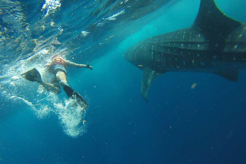 From Playa del Carmen: Whale Shark Tour - Key things I’d circle before you book
