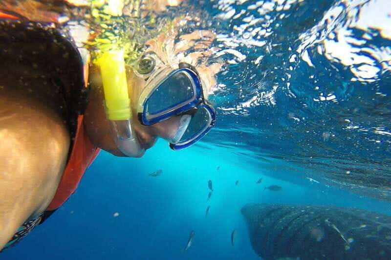 From Playa del Carmen: Whale Shark Tour - Whale sharks in the Mexican Caribbean: why this tour feels different