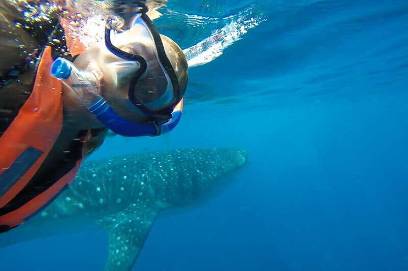 From Playa del Carmen: Whale Shark Tour - Price check: is $195 good value for Playa del Carmen whale sharks?