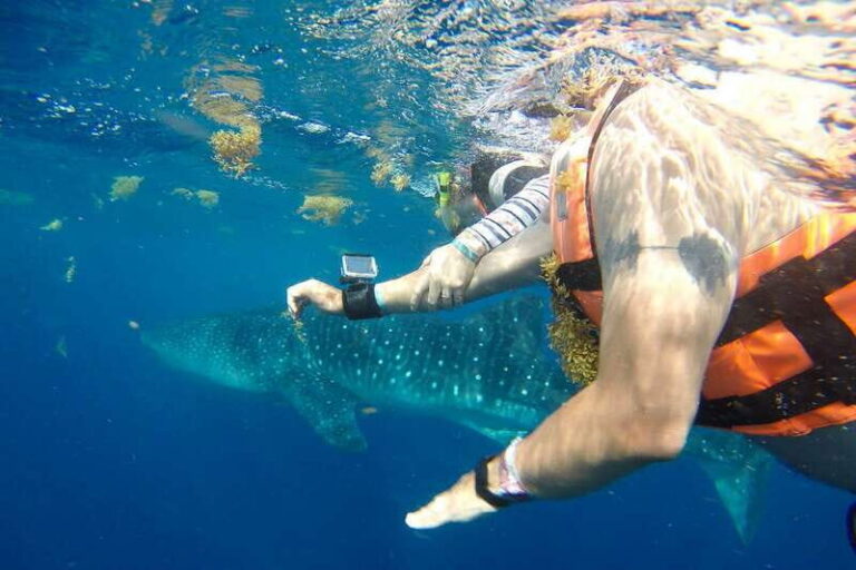 From Playa del Carmen: Whale Shark Tour - From your hotel in Playa del Carmen to the marina: what the day’s rhythm really looks like