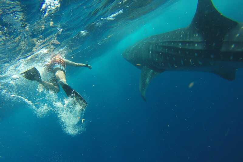 From Playa del Carmen: Whale Shark Tour - Small group guide energy: what quality looks like on this tour