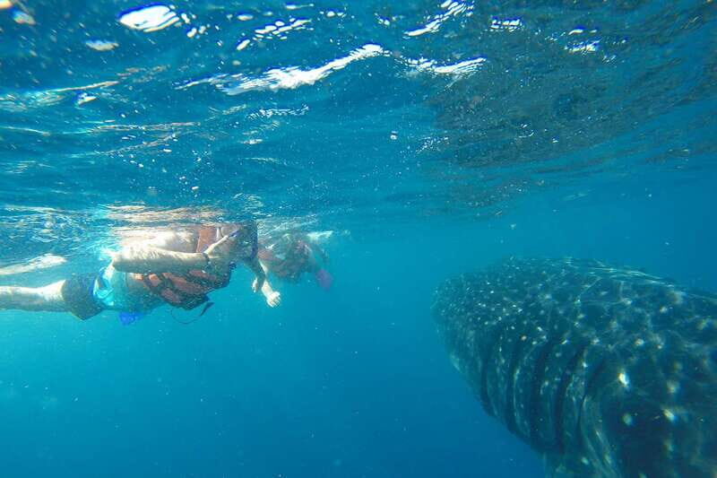 From Playa del Carmen: Whale Shark Tour - Should you book? My quick decision guide