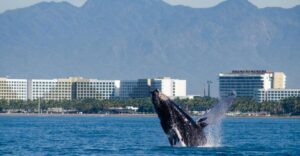 From Puerto Vallarta/Nuevo Vallarta: Whale Watching Cruise - Getting aboard: port logistics that actually matter