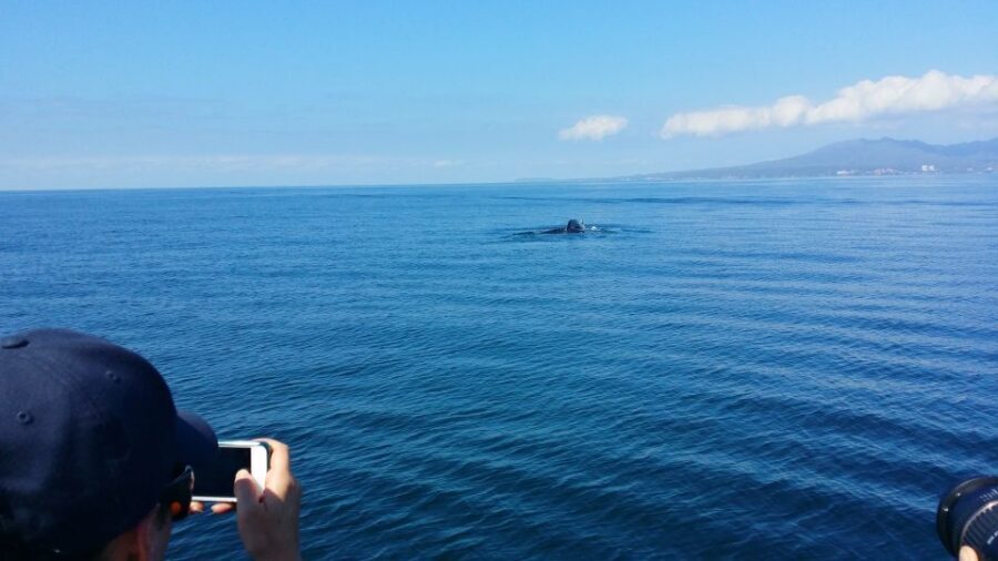 From Puerto Vallarta/Nuevo Vallarta: Whale Watching Cruise - What the 4-hour cruise feels like once you’re at sea