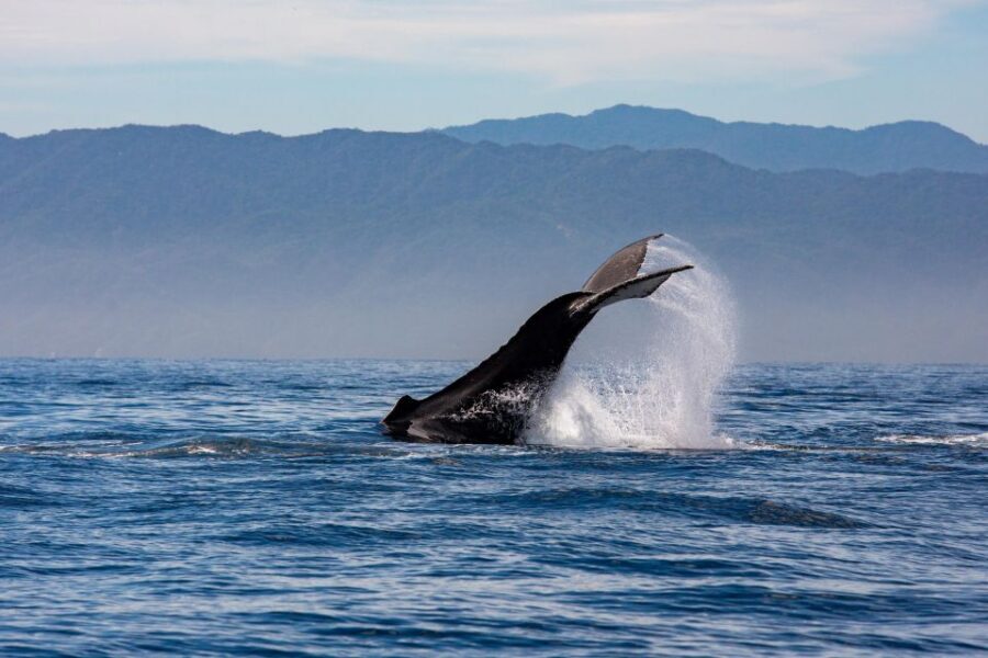From Puerto Vallarta/Nuevo Vallarta: Whale Watching Cruise - Food, drinks, and service: the part people don’t plan for
