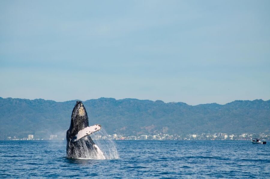 From Puerto Vallarta/Nuevo Vallarta: Whale Watching Cruise - Watching humpbacks and dolphins with distance respected